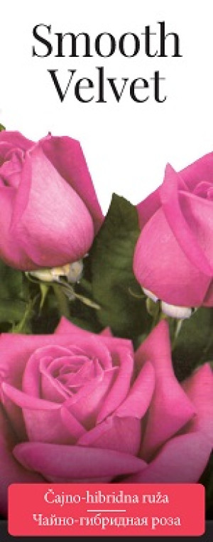 Розы саженцы чайно-гибр Smooth Velvet
