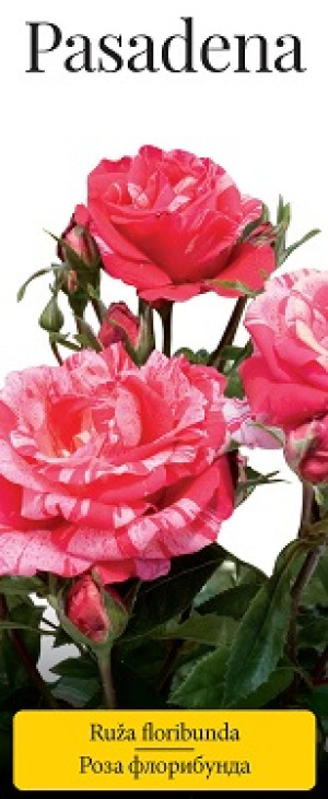 Розы саженцы флорибунда Pasadena