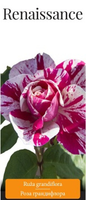 Розы саженцы грандифлора Renaissance