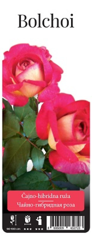 Розы саженцы чайно-гибр Bolchoi