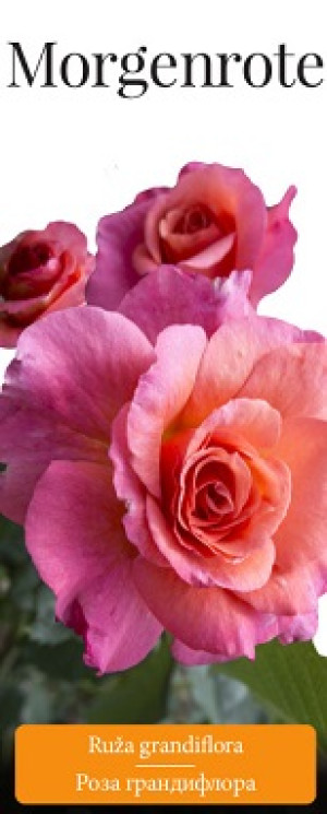 Розы саженцы грандифлора Morgenrote