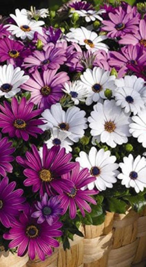 Растение Остеоспермум в конт. Р9 (ЗГ)