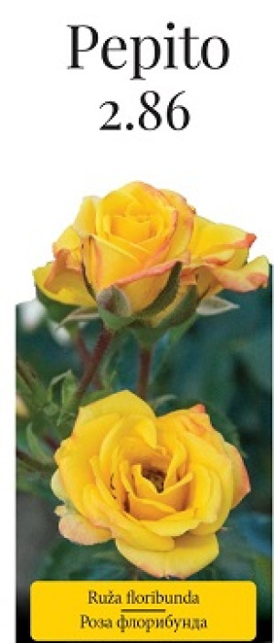 Розы саженцы флорибунда Pepito