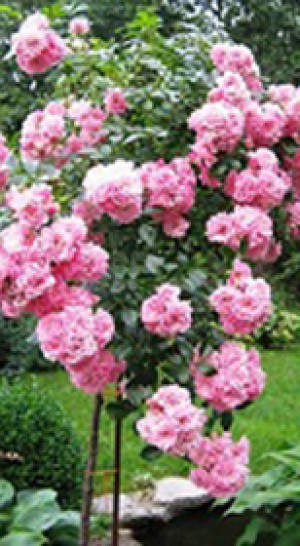 Розы саженцы на штамбе почвопокровная Pink Fairy