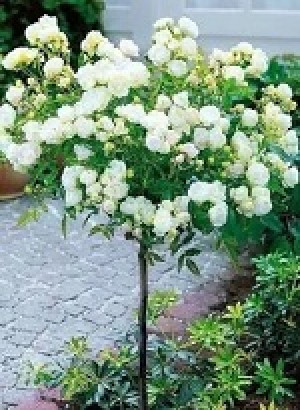 Розы саженцы на штамбе Nina Poulsen