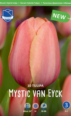 Тюльпаны Mystic van Eyck (Lefeber)