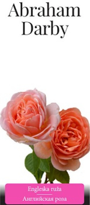 Розы саженцы английская Abraham Darby