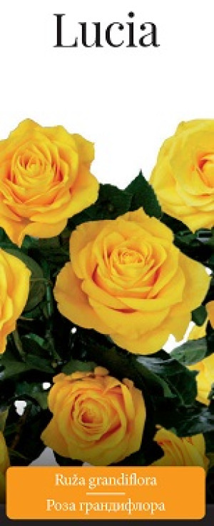 Розы саженцы грандифлора Lucia