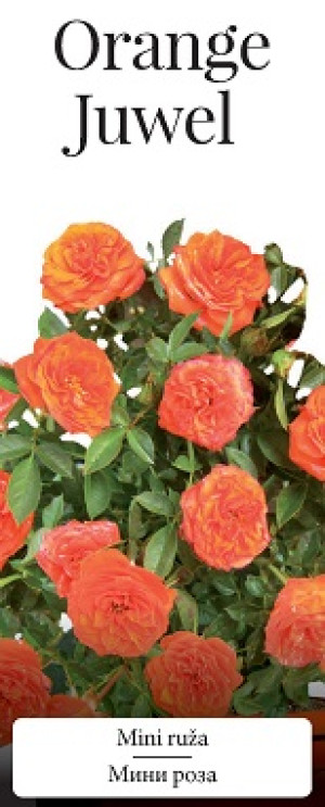 Розы саженцы миниатюрная Orange Juwel
