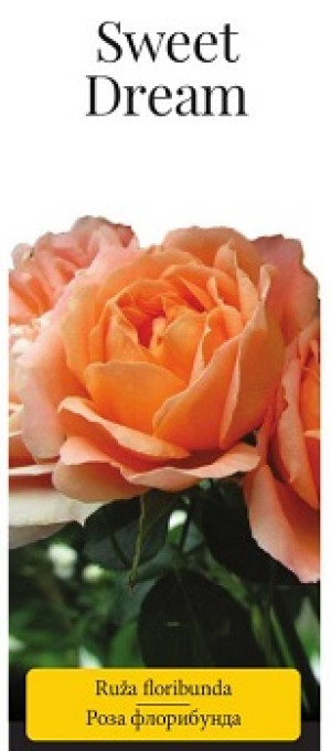 Розы саженцы флорибунда Sweet Dream