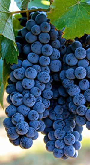 Саженец винограда Зилга в контейнере С2 (НС)