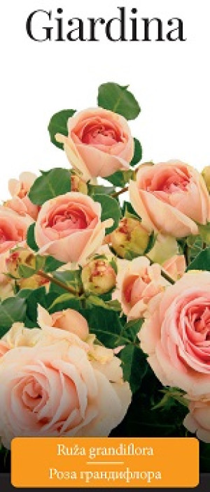 Розы саженцы грандифлора Giardina