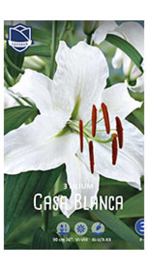 Лилия Casa Blanca (Lefeber)