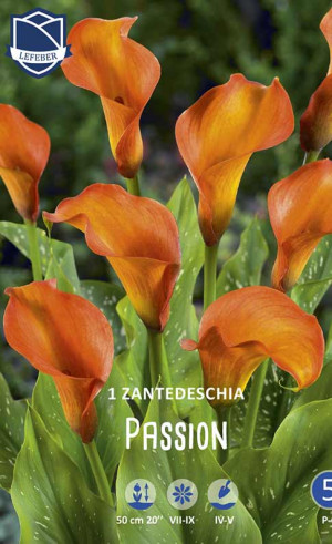 Калла Passion (Lefeber)