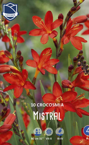 Крокосмия Mistral (Lefeber)