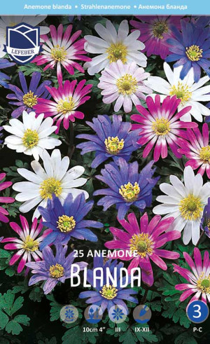 Анемона blanda (Lefeber)