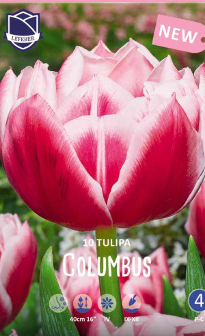 Тюльпаны Columbus (Lefeber)