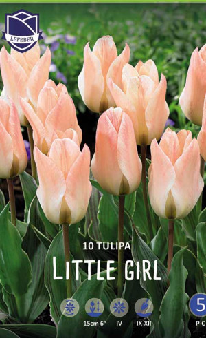 Тюльпаны Little Girl (Lefeber)