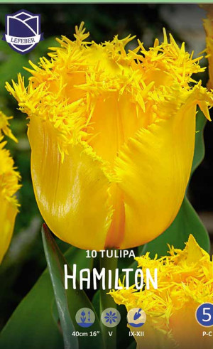Тюльпаны Hamilton (Lefeber)