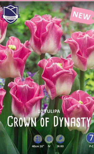 Тюльпаны Crown of Dynasty (Кроун оф Династи)(Lefeber)