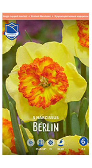 Нарциссы Berlin (Lefeber)
