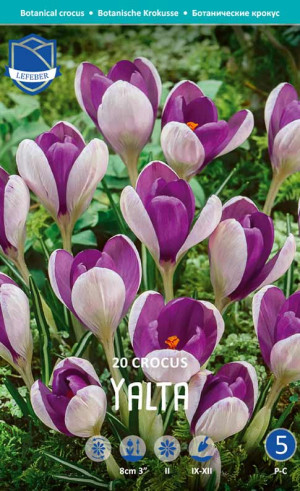 Крокусы Yalta (Lefeber)