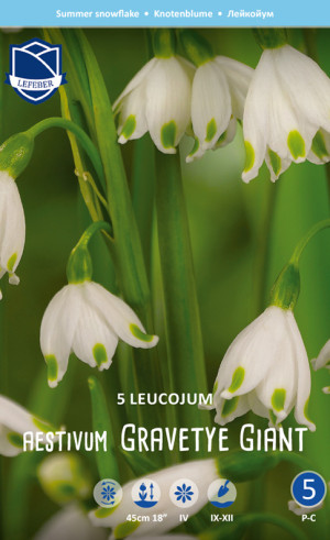 Белоцветник aestivum Gravetye Giant (Lefeber)