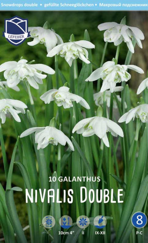 Галантус nivalis double (Lefeber)