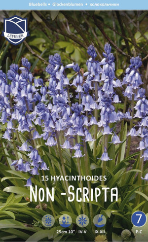 Гиацинтоидес non-scripta (Lefeber)