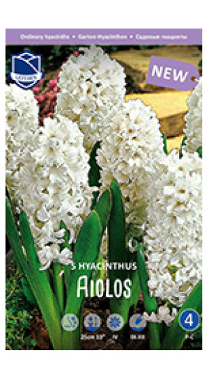 Гиацинты Aiolos (Lefeber)