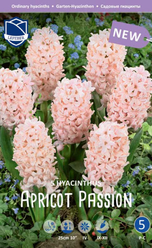 Гиацинты Apricot Passion (Lefeber)