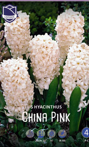 Гиацинты China Pink (Lefeber)