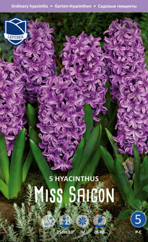 Гиацинты Miss Saigon (Lefeber)