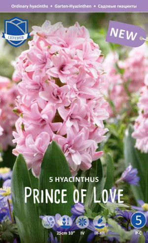 Гиацинты Prince of Love (Lefeber)