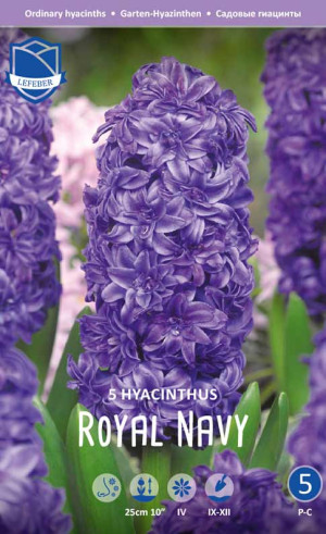 Гиацинты Royal Navy (Lefeber)