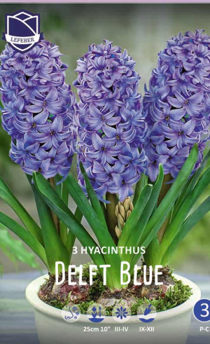 Гиацинты комнатные Delft Blue (Lefeber)