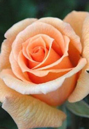 Розы саженцы чайно-гибр Apricot