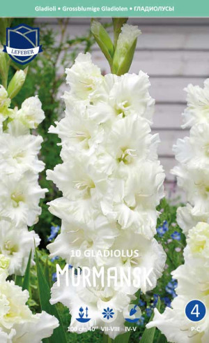 Гладиолус Ivory Perfection (Murmansk) (Lefeber)