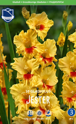 Гладиолус Jester (Lefeber)