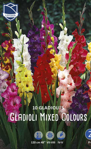 Гладиолус Mixed Colours 14/16 (Lefeber)