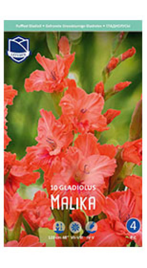 Гладиолус Malika (Lefeber)