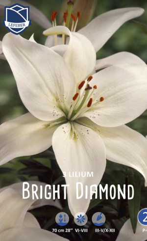 Лилия Bright Diamond (Lefeber)
