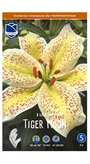 Лилия Tiger Moon (Lefeber)
