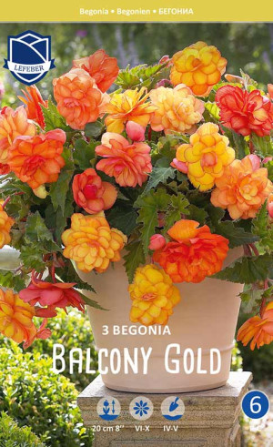 Бегония Balcony Gold (Lefeber)
