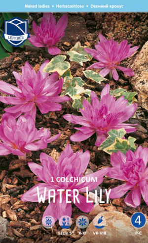 Колхикум Water Lily (Lefeber)