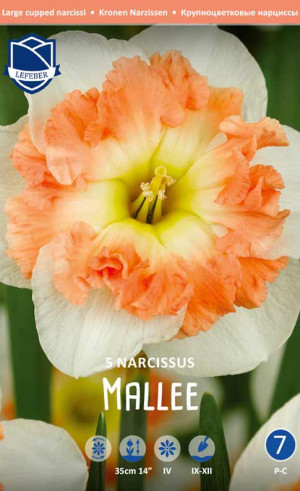 Нарциссы Mallee (Lefeber)