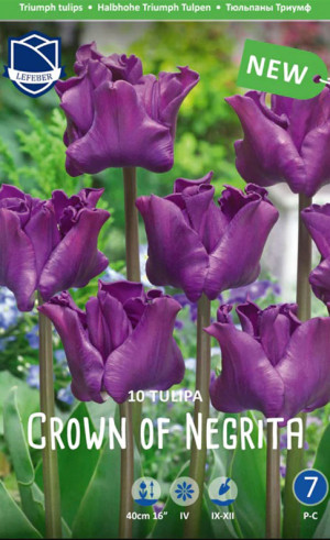 Тюльпаны Crown of Negrita (Lefeber)