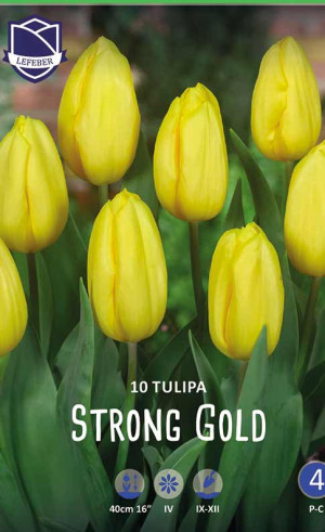 Тюльпаны Strong Gold (Lefeber)