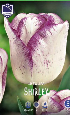 Тюльпаны Shirley (Lefeber)