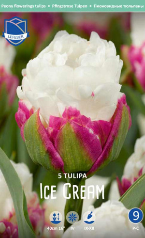 Тюльпаны Ice Cream (Lefeber)